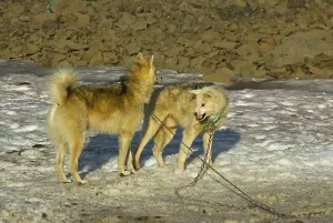 Greenland Dogs, sled dogs bearing teeth
