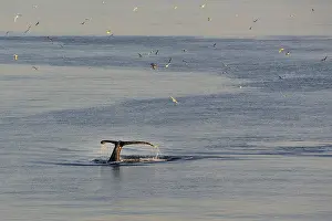 Greenland Ilulissat glaciers at ocean with floating whales and tails