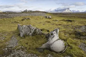 Greenland whale, bowhead whales (Balaena mysticetus)