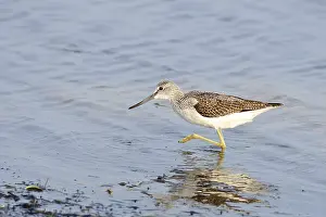 Greenshank (Tringa nebularia)
