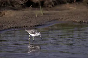 Greenshank (Tringa nebularia) searching for food in the water