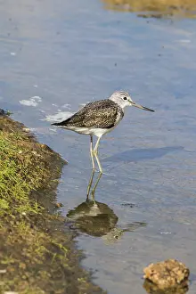 Greenshank (Tringa nebularia) standing in the water