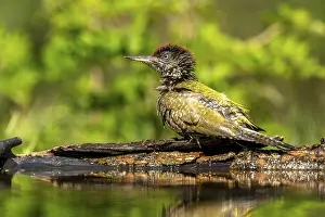 Greeting woodpecker (Picus viridis)