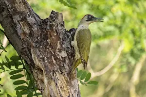 Greeting woodpecker (Picus viridis)