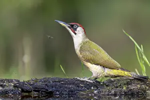 Greeting woodpecker (Picus viridis)