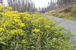 Greiskraut (Senecio) in flower