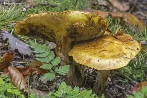 Greville's bolete (Suillus grevillei)