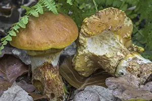 Greville's bolete (Suillus grevillei)