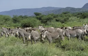 Grevy's grevy's zebra (equus grevyi)
