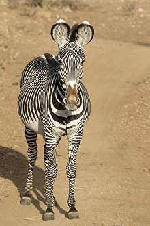 Grevy's Zebra (Equus grevyi), adult
