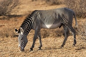 Grevy's zebra (Equus grevyi), grazing