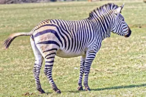 Grevy's zebra (Equus grevyi) With Tail Lifted<br> Grvy's zebra (Equus grevyi) With Tail Lifted