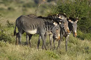 Grevy's zebra, or Imperial zebra (Equus grevyi)