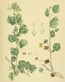 Grewia populifolia, native to Southeast Asia