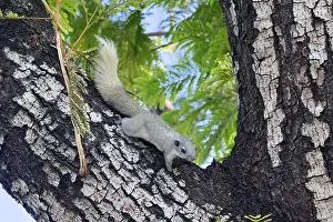 Grey Asian squirrel (Sciurus carolinensis) on a tree