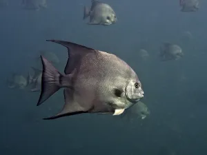 A grey Atlantic spadefish (Chaetodipterus faber) swims in a dark blue ocean