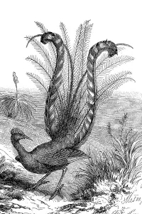 Grey-backed Lyrebird, Menura novaehollandiae