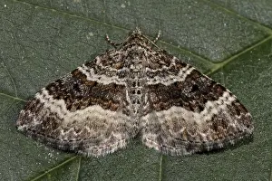 Grey-banded lavender moth (Epirrhoe alternata)