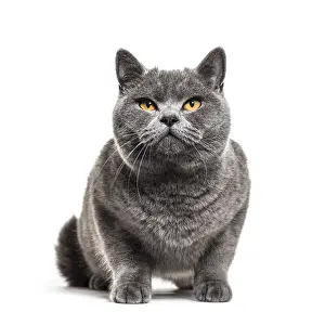 Grey british shorthair cat, isolated on white