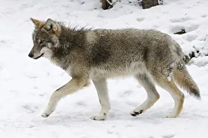 Grey-brown... European gray wolf (Canis l)