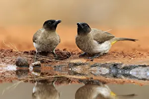 Grey bulbul (Pycnonotus barbatus)