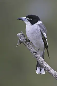 Grey Butcherbird (Cracticus torquatus)