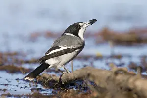 Grey Butcherbird (Cracticus torquatus)