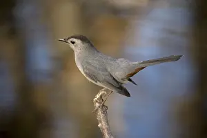 Grey Catbird (Dumetella carolinensis) adult