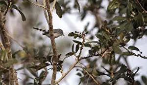 Grey catbird Dumetella carolinensis perches on a tree in Naples