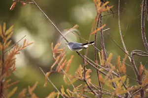 Grey catbird Dumetella carolinensis perches on a tree in Naples
