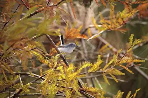 Grey catbird Dumetella carolinensis perches on a tree in Naples