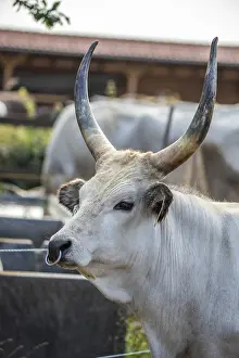 Grey Cattle, Hungarian Grey Cattle
