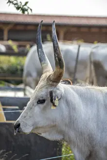 Grey Cattle, Hungarian Grey Cattle