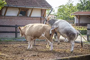 Grey Cattle, Hungarian Grey Cattle