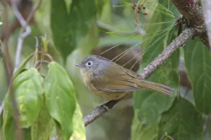 Grey-checked Fulvetta (Alcippe morrisonia fraterculus)