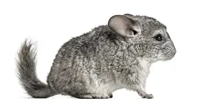 Grey chinchilla standing, isolated on white