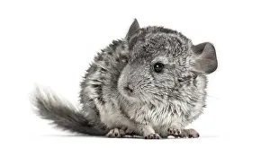 Grey chinchilla standing, isolated on white