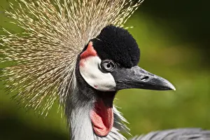 Grey crowned crane (Balearica regulorum gibbericeps)