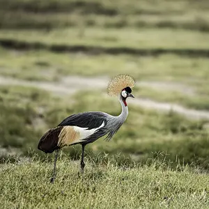 Grey crowned crane walking in the african savanna during the day