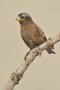 Grey-crowned Rosy Finch (Leucosticte tephrocotis)