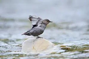 Grey dipper (Cinclus mexicanus) sitting on a rock and stretching its wings