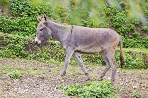 A grey domestic donkey, Equus (africanus) asinus crosses a paddock