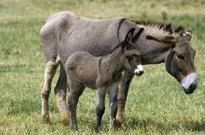 Grey domestic donkey, a French breed