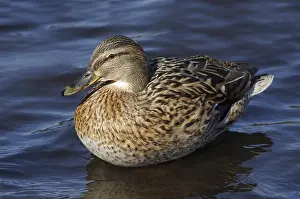 Grey duck on the pond