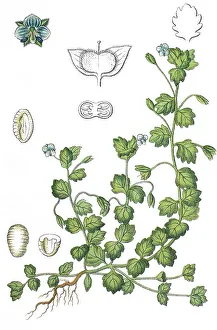 Grey field-speedwell (Veronica polita)