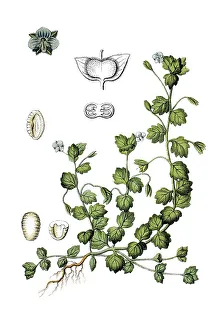 Grey Field-speedwell (Veronica polita)