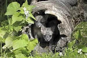 Grey Fox (Urocyon cinereoargenteus)