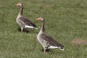 Grey geese