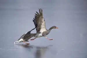 Grey Geese (Anser anser) fighting on a frozen pond