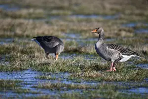 Two grey geese (Anser anser), Ochsenmoor